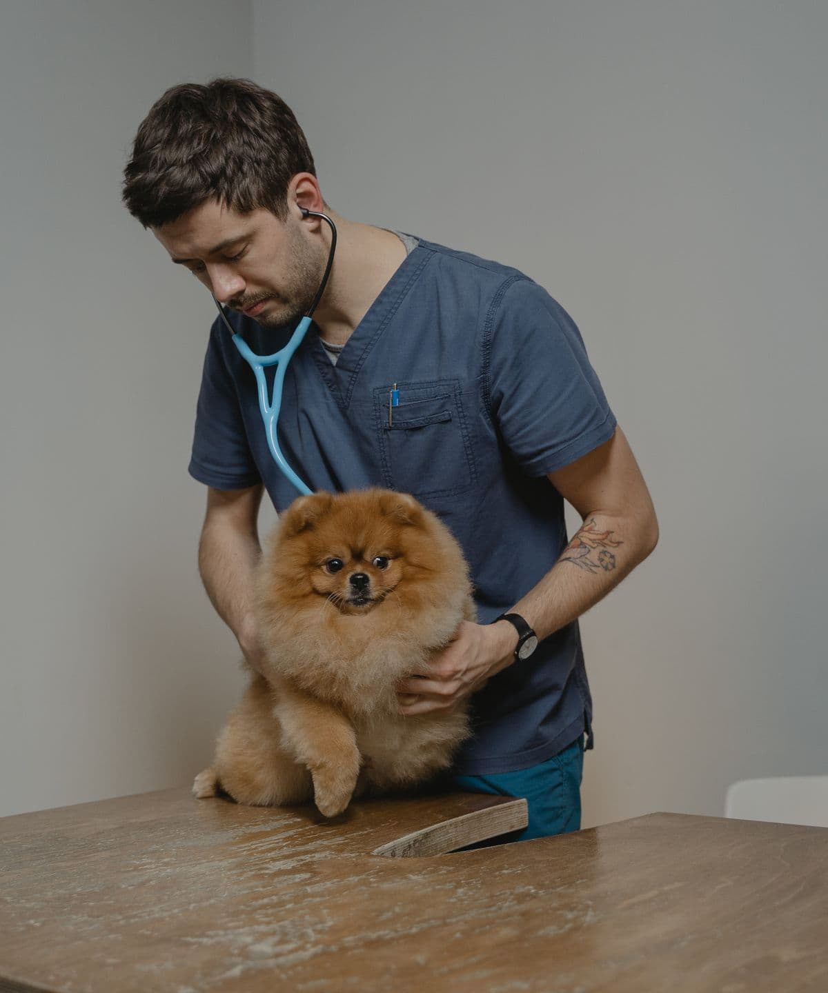 A vet examining a small dog on the consulting room table